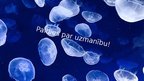 Presentations 'Nemopilema nomurai sugas medūzas', 9.