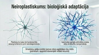 Presentations 'Kāpēc mūžizglītība palīdz uzturēt smadzeņu elastību', 11.