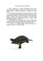 Research Papers 'Purva bruņurupuča sensorā sistēma', 5.
