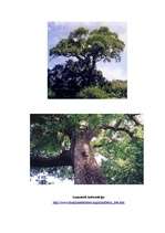 Summaries, Notes 'Šakāļogu koks (Jackal Berry Tree) - koka apraksts', 2.