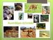 Presentations 'Austrālijas dzīvnieki', 5.