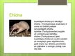 Presentations 'Austrālijas dzīvnieki', 6.