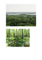Research Papers 'Latvija mežu ietvarā', 9.