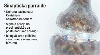 Presentations 'Jaunas valodas apguves ietekme uz smadzeņu struktūru pieaugušajiem', 7.
