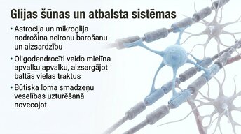 Presentations 'Jaunas valodas apguves ietekme uz smadzeņu struktūru pieaugušajiem', 8.