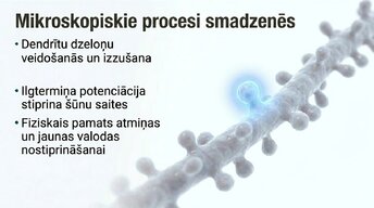 Presentations 'Jaunas valodas apguves ietekme uz smadzeņu struktūru pieaugušajiem', 9.