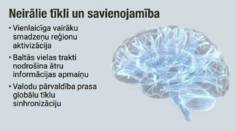 Presentations 'Jaunas valodas apguves ietekme uz smadzeņu struktūru pieaugušajiem', 10.