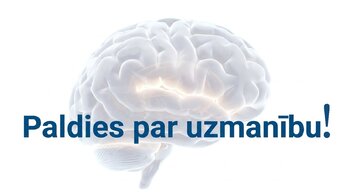 Presentations 'Jaunas valodas apguves ietekme uz smadzeņu struktūru pieaugušajiem', 17.
