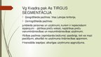 Presentations 'Tirgus segmentācija', 6.