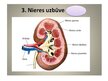 Presentations 'Urinīzvadoragānu sistēma', 8.