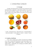 Research Papers 'Citrusaugļu kvalitāte Jelgavas lielveikalos', 4.