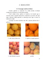 Research Papers 'Citrusaugļu kvalitāte Jelgavas lielveikalos', 23.
