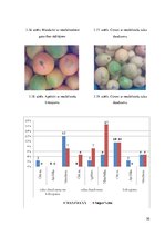 Research Papers 'Citrusaugļu kvalitāte Jelgavas lielveikalos', 30.
