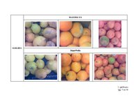 Research Papers 'Citrusaugļu kvalitāte Jelgavas lielveikalos', 79.