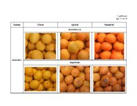 Research Papers 'Citrusaugļu kvalitāte Jelgavas lielveikalos', 84.