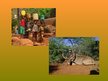 Presentations 'Āfrikas dabas problēmas', 13.