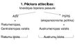 Presentations 'Eiropas valstu un ASV politiskā attīstība pēc Otrā pasaules kara. Rietumu bloks', 5.