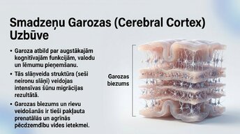 Presentations 'Ievads neirobioloģijā: agrīnās vides ietekme uz smadzeņu attīstību', 3.