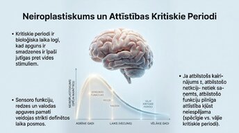 Presentations 'Ievads neirobioloģijā: agrīnās vides ietekme uz smadzeņu attīstību', 10.