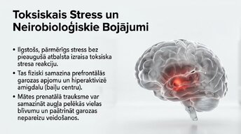 Presentations 'Ievads neirobioloģijā: agrīnās vides ietekme uz smadzeņu attīstību', 12.