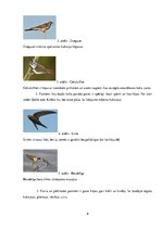 Samples 'ZPD paraugs - putnu pielāgotība barības ieguvei un dzīves videi', 6.