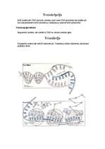 Summaries, Notes 'Fotosintēze, DNS kods, Kalvina cikls', 2.