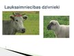 Presentations 'Lauksaimniecības dzīvnieki: govis, aitas', 1.
