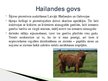 Presentations 'Lauksaimniecības dzīvnieki: govis, aitas', 4.