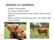 Presentations 'Lauksaimniecības dzīvnieki: govis, aitas', 5.