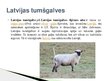 Presentations 'Lauksaimniecības dzīvnieki: govis, aitas', 14.
