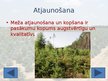 Presentations 'Meža atjaunošana un kopšana', 6.