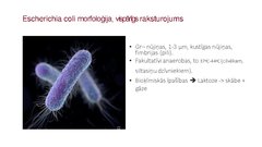 Presentations 'Escherichia coli mikrobioloģiskās diagnostikas principi', 2.