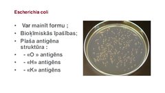 Presentations 'Escherichia coli mikrobioloģiskās diagnostikas principi', 4.