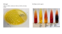 Presentations 'Escherichia coli mikrobioloģiskās diagnostikas principi', 12.