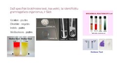 Presentations 'Escherichia coli mikrobioloģiskās diagnostikas principi', 13.