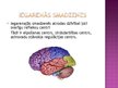 Presentations 'Augstāko un zemāko smadzeņu centru funkcijas', 6.