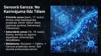 Presentations 'Smadzeņu arhitektūra - sensorās, asociatīvās un motorās zonas', 3.