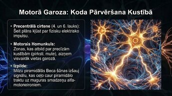 Presentations 'Smadzeņu arhitektūra - sensorās, asociatīvās un motorās zonas', 8.