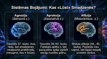 Presentations 'Smadzeņu arhitektūra - sensorās, asociatīvās un motorās zonas', 10.