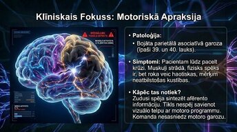 Presentations 'Smadzeņu arhitektūra - sensorās, asociatīvās un motorās zonas', 11.