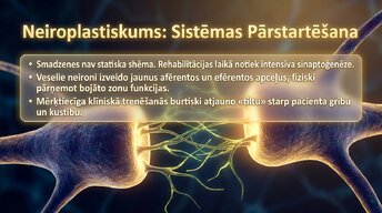 Presentations 'Smadzeņu arhitektūra - sensorās, asociatīvās un motorās zonas', 12.