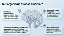 Presentations 'Dinorfīni', 7.