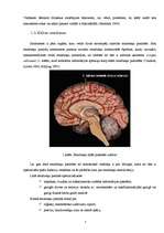 Research Papers 'Cilvēka smadzeņu pusložu lateralizācija', 6.
