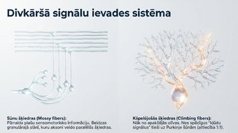 Presentations 'Smadzenītes: koordinācija un motorā mācīšanās', 6.