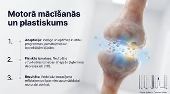 Presentations 'Smadzenītes: koordinācija un motorā mācīšanās', 9.