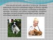 Presentations 'Nākotnes profesija - veterinārārsts, mazo dzīvnieku frizieris un kinologs', 4.