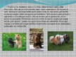 Presentations 'Nākotnes profesija - veterinārārsts, mazo dzīvnieku frizieris un kinologs', 14.