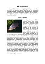 Research Papers 'Karpveidīgās zivis', 2.