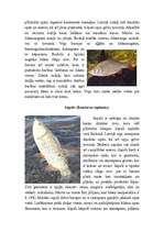 Research Papers 'Karpveidīgās zivis', 4.