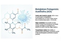 Presentations 'Atvieglojuma ceļš: neiromediatoru lielā modulācija', 3.